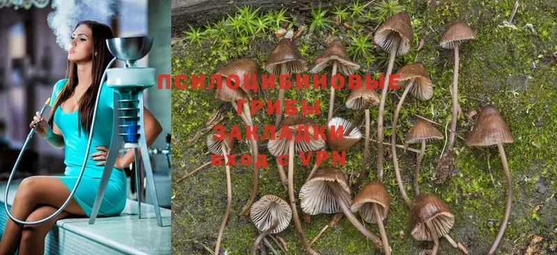 MEGA онион  Нижний Ломов  Псилоцибиновые грибы Psilocybine cubensis 